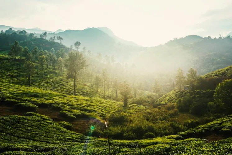 Photo by Anil Xavier