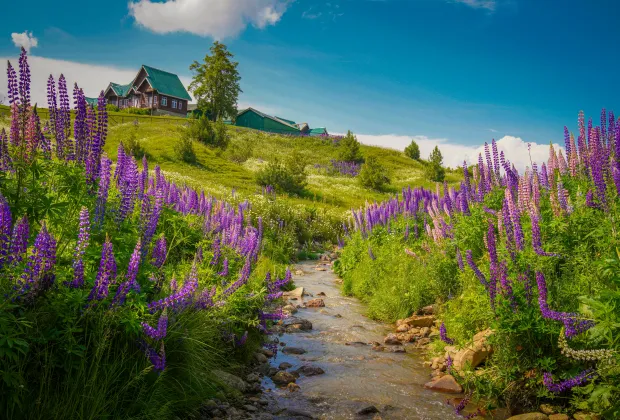 Alive in Kashmir