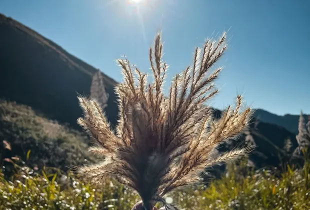 Best Tumjang and Seikal Peak Tour Packages. Gotripzee.com