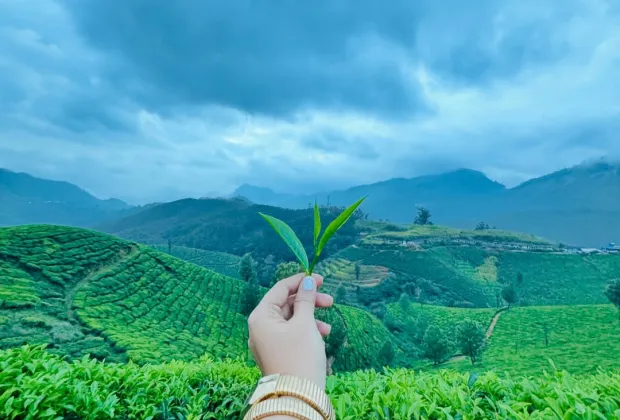Best Munnar Couple Tour Packages
