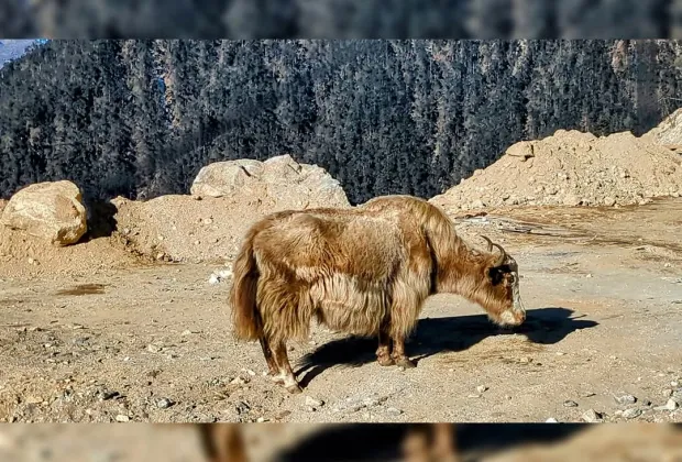 Best Tawang 5 Days and 4 Nights Tour Packages