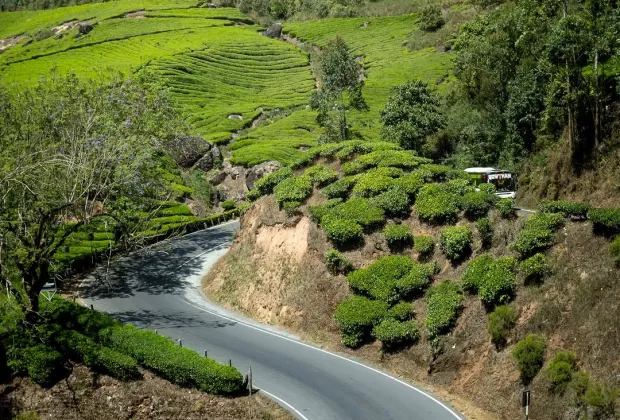 Best Munnar Couple Tour Packages